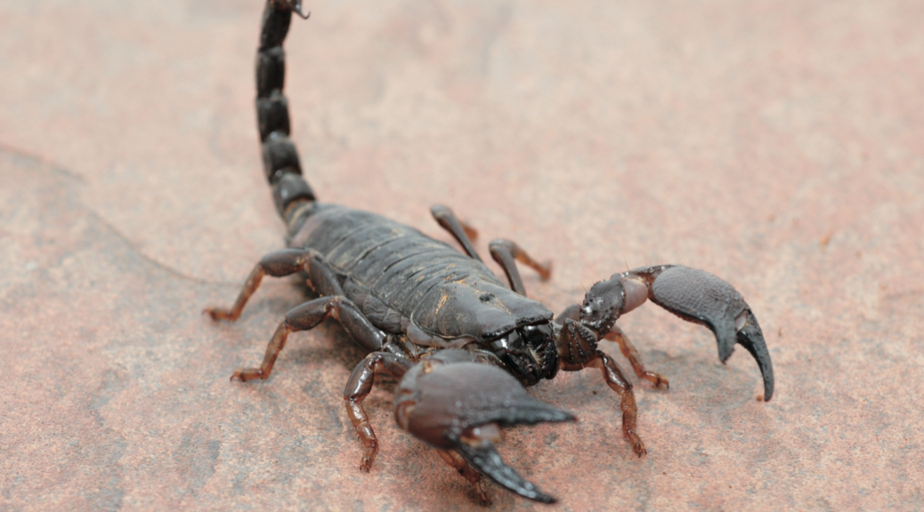 サソリ ページ 3 毎日毒虫